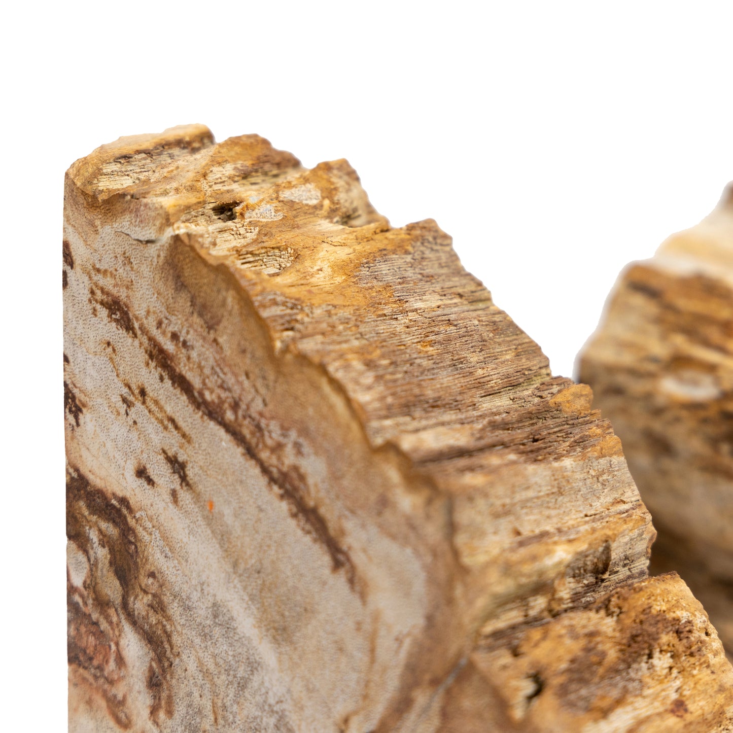Petrified Wood Bookends